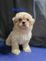 Blue Male ckc, a male Shih Tzu for sale in Palatka, FL – Photo 1 of 9