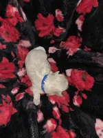 Blue Male ckc, a male Shih Tzu for sale in Palatka, FL – Photo 3 of 5