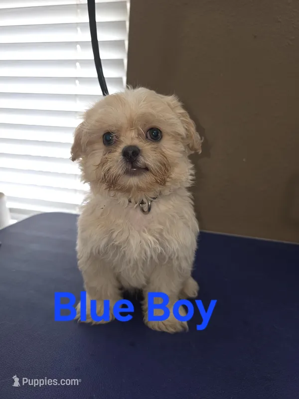 Blue Male ckc – Shih Tzu puppy for sale in Palatka, FL