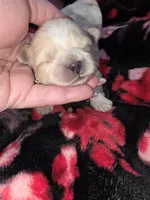 Blue Male ckc, a male Shih Tzu for sale in Palatka, FL – Photo 1 of 5