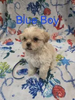 Blue Male ckc, a male Shih Tzu for sale in Palatka, FL – Photo 8 of 9