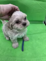 Blue Male ckc, a male Shih Tzu for sale in Palatka, FL – Photo 3 of 9