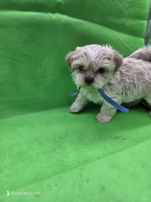 Blue Male ckc – Shih Tzu puppy for sale in Palatka, FL