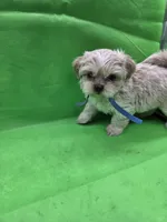 Blue Male ckc, a male Shih Tzu for sale in Palatka, FL – Photo 4 of 9