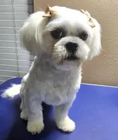 Blue Male ckc, a male Shih Tzu for sale in Palatka, FL – Photo 4 of 5