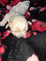 Blue Male ckc, a male Shih Tzu for sale in Palatka, FL – Photo 2 of 5