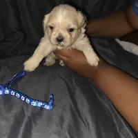 Blue Male ckc, a male Shih Tzu for sale in Palatka, FL – Photo 5 of 9