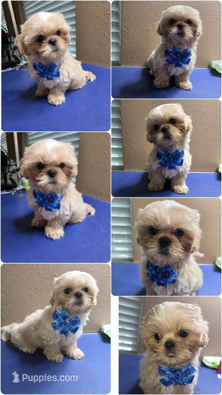 AKC Male 1 – Shih Tzu puppy for sale in Palatka, FL