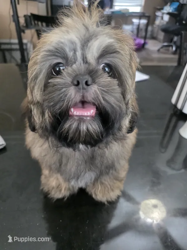 CKC - Red and Black Male (orange collar) – Shih Tzu puppy for sale in Palatka, FL
