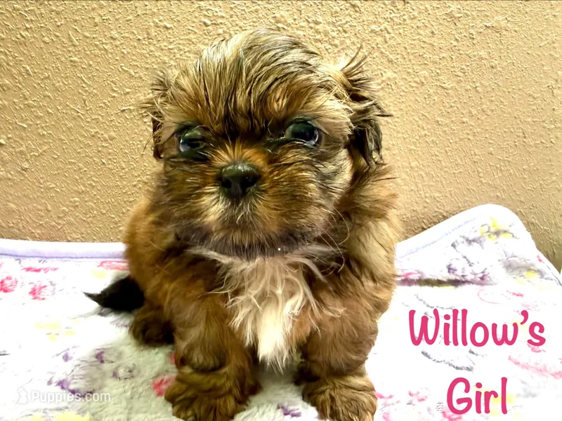 AKC - Red female  – Shih Tzu puppy for sale in Palatka, FL