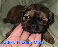 Jade's Brown Male, a male Shih Tzu for sale in Palatka, FL – 1 of 1
