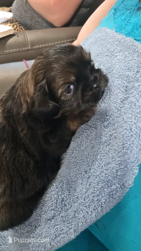 AKC Male 2, a male Shih Tzu for sale in Palatka, FL – 1 of 4
