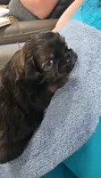 AKC Male 2, a male Shih Tzu for sale in Palatka, FL – 1 of 4