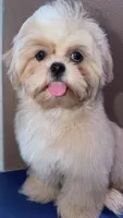 AKC Cream and White Male, a male Shih Tzu for sale in Palatka, FL – 2 of 7