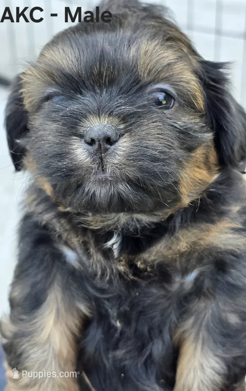 AKC Male 2 – Shih Tzu puppy for sale in Palatka, FL