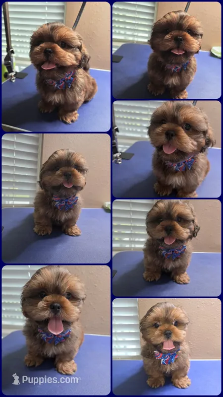 AKC Male 3 – Shih Tzu puppy for sale in Palatka, FL