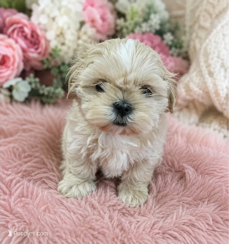 AKC Female – Shih Tzu puppy for sale in Palatka, FL