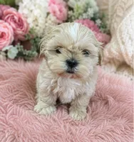 AKC Female, a female Shih Tzu for sale in Palatka, FL – 2 of 9