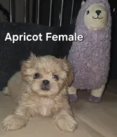 CKC Apricot Female , a female Shih Tzu for sale in Palatka, FL – 5 of 7