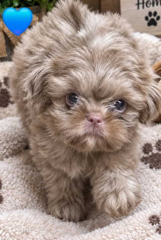 CKC Lavender Male – Shih Tzu puppy for sale in Palatka, FL