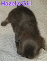 Hazel's Lavender Girl, a female Shih Tzu for sale in Palatka, FL – 3 of 3