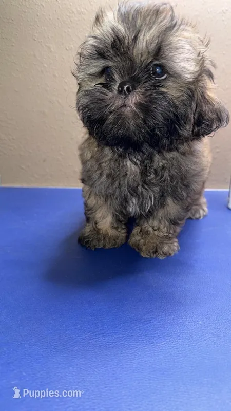 CKC - Red and Black Male (Gray collar) – Shih Tzu puppy for sale in Palatka, FL