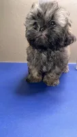 CKC - Red and Black Male (Gray collar), a male Shih Tzu for sale in Palatka, FL – 3 of 9