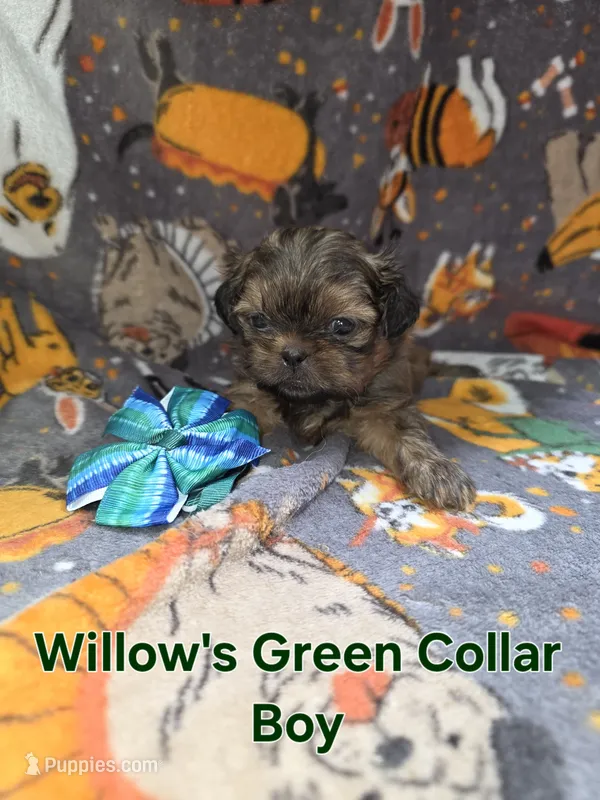 AKC - Red Male – Shih Tzu puppy for sale in Palatka, FL