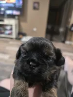 AKC Male 2, a male Shih Tzu for sale in Palatka, FL – 2 of 4