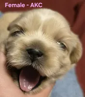 AKC Female, a female Shih Tzu for sale in Palatka, FL – 8 of 9