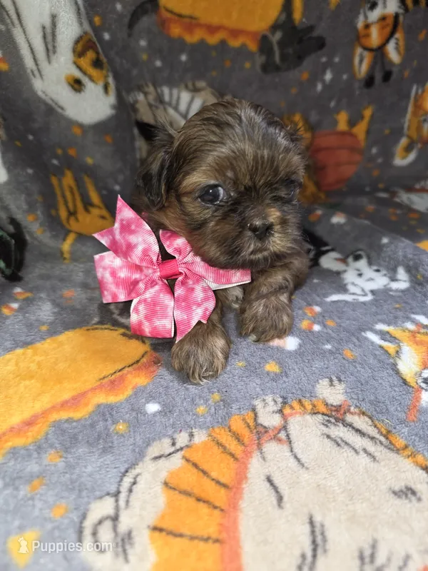 AKC - Red female  – Shih Tzu puppy for sale in Palatka, FL