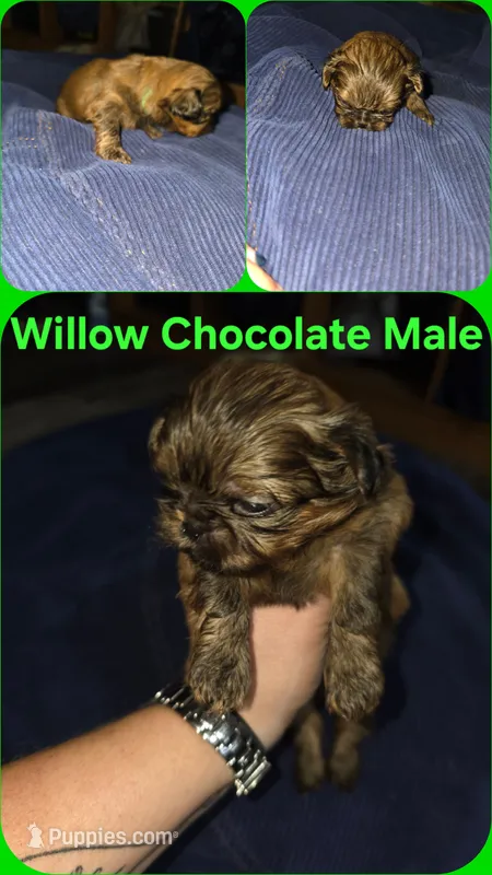 AKC - Chocolate Male – Shih Tzu puppy for sale in Palatka, FL