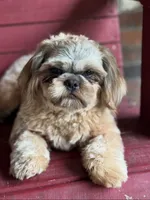CKC - Cream and White Female, a female Shih Tzu for sale in Palatka, FL – 2 of 3