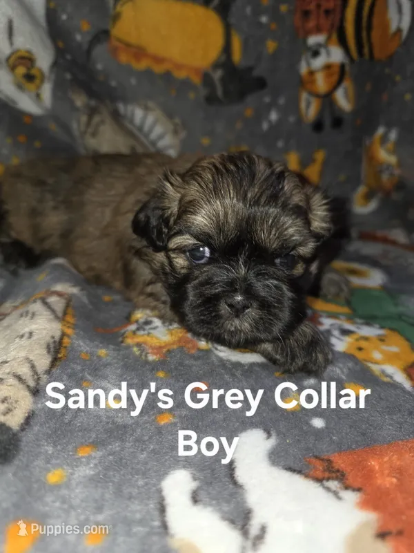 CKC - Red and Black Male 2 – Shih Tzu puppy for sale in Palatka, FL