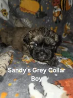 CKC - Red and Black Male (Gray collar), a male Shih Tzu for sale in Palatka, FL – 3 of 7