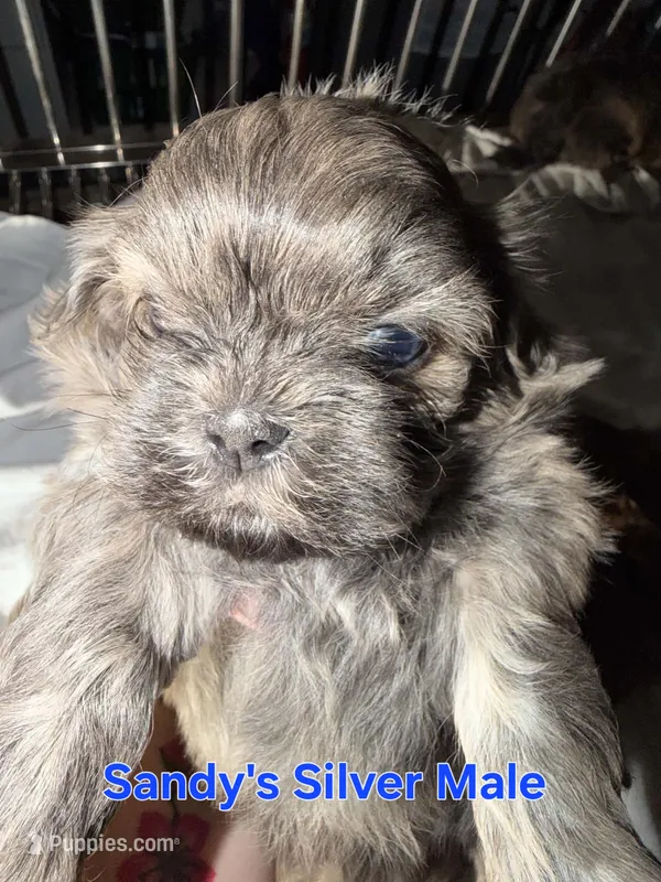 CKC - Silver Male – Shih Tzu puppy for sale in Palatka, FL