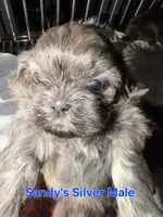 CKC - Silver Male, a male Shih Tzu for sale in Palatka, FL – 4 of 9