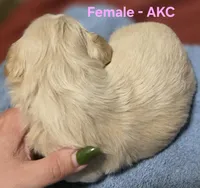 AKC Female, a female Shih Tzu for sale in Palatka, FL – 9 of 9