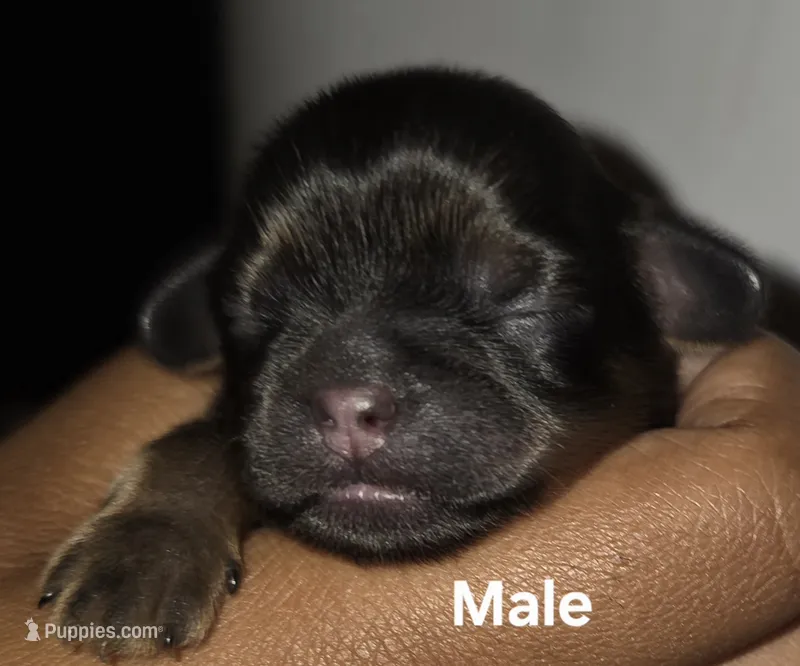 AKC Male 2 – Shih Tzu puppy for sale in Palatka, FL