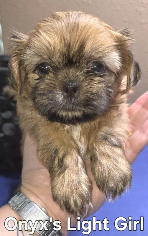 Onyx's light brown Girl  – Shih Tzu puppy for sale in Palatka, FL