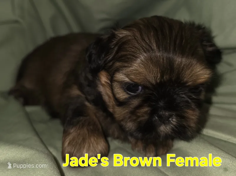 Jade's Brown Girl 2 – Shih Tzu puppy for sale in Palatka, FL
