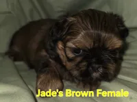 Jade's Brown Girl 2, a female Shih Tzu for sale in Palatka, FL – 1 of 3