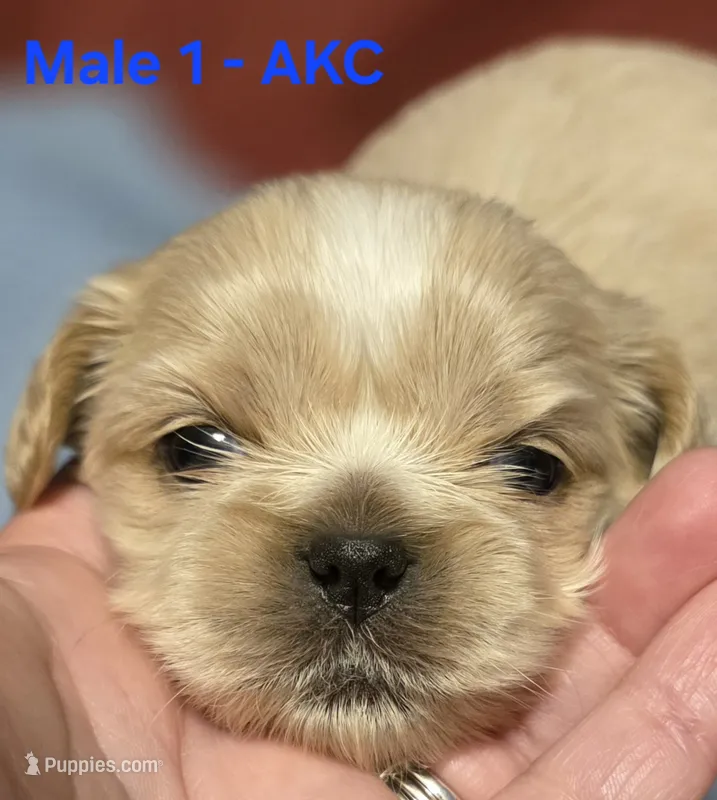 AKC Male 1 – Shih Tzu puppy for sale in Palatka, FL