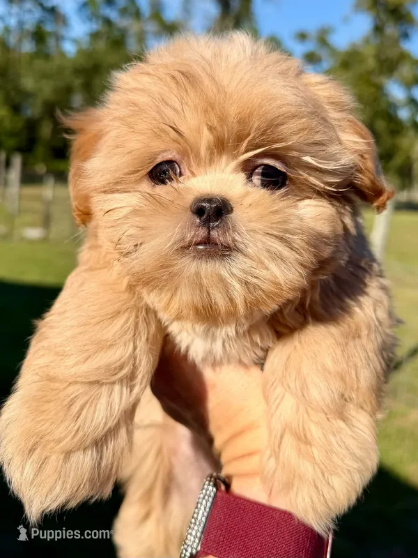 CKC Apricot Female  – Shih Tzu puppy for sale in Palatka, FL
