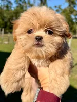 CKC Apricot Female , a female Shih Tzu for sale in Palatka, FL – 1 of 7