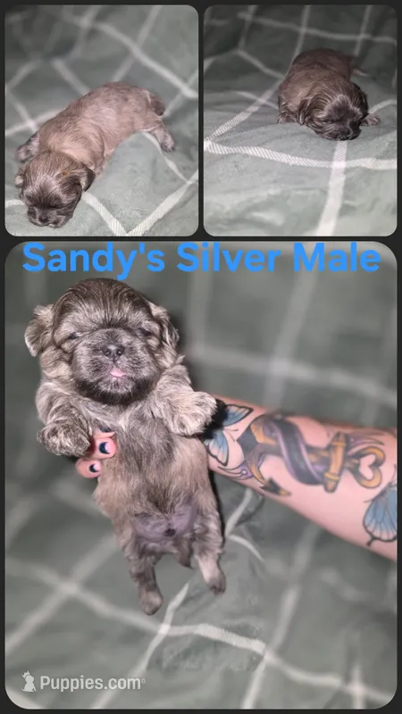 CKC - Silver Male – Shih Tzu puppy for sale in Palatka, FL