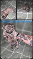 CKC - Silver Male, a male Shih Tzu for sale in Palatka, FL – 1 of 3