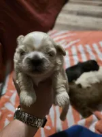 AKC Male 1, a male Shih Tzu for sale in Palatka, FL – 2 of 2