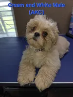 AKC Cream and White Male, a male Shih Tzu for sale in Palatka, FL – 3 of 4