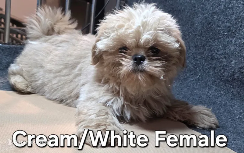 AKC - Cream and White Female – Shih Tzu puppy for sale in Palatka, FL